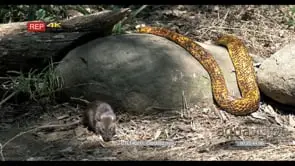 Cape cobra basking on rock Mouse foraging woodland 2S