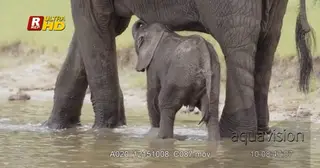African Elephant calf drinking with its trunk and playing with water.