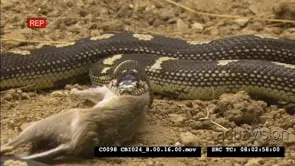 California Kingsnake