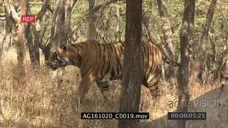 Bengal tiger patrolling territory, hunting dry woodland. AmCam