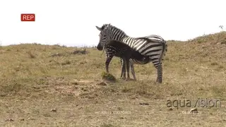 Rare Zebra foal with polka dots spotted in Kenya suckling from its mom while grazing on.