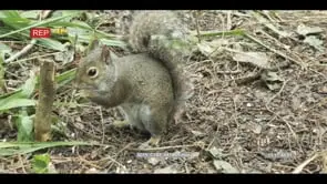 Ground squirrel eating seeds