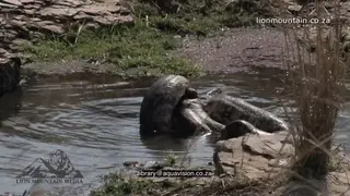 Indian Python moving killing and swallowing Spotted Deer in a pond MWS