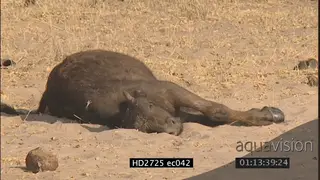 Injured Cape buffalo calf laying down MS