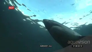 Great white shark gently swimming underwater in ocean passing over camera LA HAND