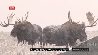 Mooses walking on prairie during snowfall LS WP