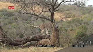 Cheetah on dead tree bark scouting around hunting scent marking territory