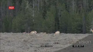 A herd of Pronghorn Antelopes walking, standing and grazing GENERAL BEHAVIOUR