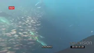 Cape Fur seals flipping playing near camera Common Dolphins feeding off Sardine baitball.