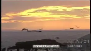 Silhouette shot Sea birds Cape Gannets flying across ocean