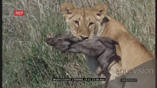 African lioness chase, catch. take down and kills a warthog piglet