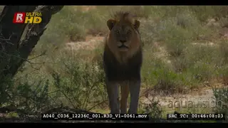 Male lion standing at a tree that he has just marked with his scent looking straight at.