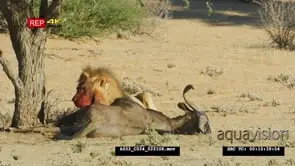Medium shot of big male lion eating wildebeest kill