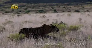 Tiger hunting, looking around and stalking prey, dry grass.