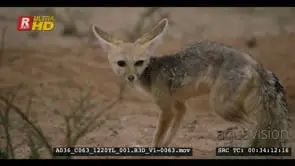 A wet adult cape fox eating a rat after the rain