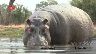 Bull hippo partially emerged from river MWS