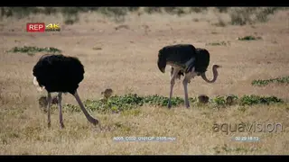 close up shot of the parent ostrich struthio camelus with their chicks around their feet.
