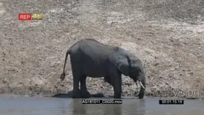 African elephant juvenile with a half trunk drinking and splashing water from the mara.