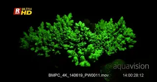 Florescent Staghorn Coral, Acropora spp, at night.