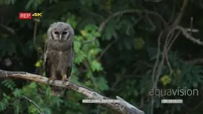 Eagle owl chick perched on branch
