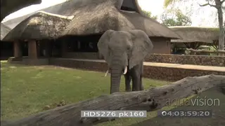 Zoom out in African elephants grazing in Mfuwe lodge courtyard