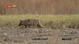 Gray wolf walking WS PROFILE PAN