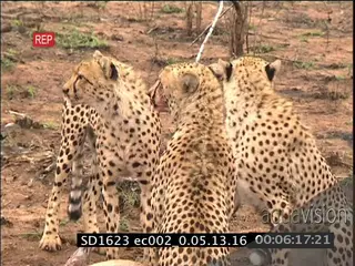 Leopard chases three [3] Cheetah off their kill but gets chase into a tree by Lion Pride.