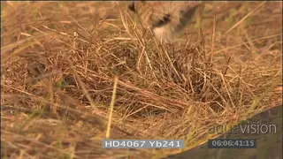 African lioness with injured eye walking through grassland