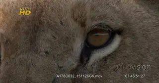Extreme Close Up of an African Lion's eye.