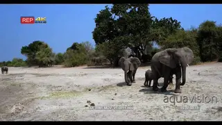 Elephants walking out of frame with more elephants herd in the bushes in distance