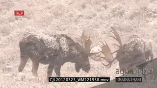 Mooses fighting on prairie during snowfall then one walking away 2S LS