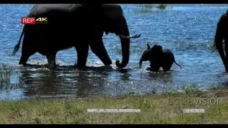 African Elephant Herd with calf walking and drinking water at the Chobe River