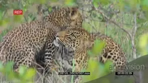 Mother Leopard Laying on Log Grooming its Cubs