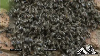 African Honey Bees swarming at a pipe on a office wall