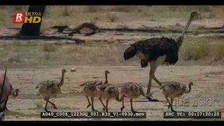 A tracking shot of a female adult ostrich and her chicks walking through butteries that.