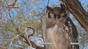 Veraux's eagle owl perched on thorn tree