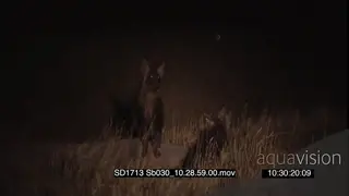 Juvenile Brown hyenas walking around foraging tall dry grass at den sniffing each…