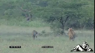 Royalty Free : Lioness chase Cheetah brothers off kill