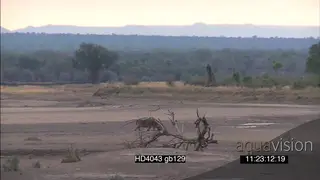 Hippo walking across semi-dry Luangwa riverbed Windy light drizzling rain