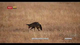tracking shot of one Bat-eared fox otocyon megalotisi foraging and hunting