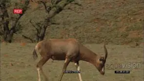 BLESBOK ON OPEN GRASSLAND GRAZING GENERAL BEHAVIOUR