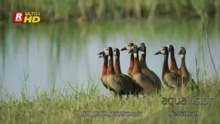 Flock of White-faced whistling duck standing and looking around.