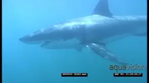 Great White Shark cage diving. Shark swims past UW