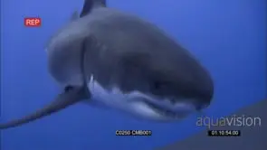 Large Great White Shark female called Miss Scarboard approaching.