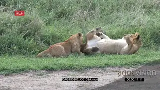 African Lioness laying down and another walking away from cubs on bushveld and cubs…