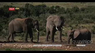 Two elephants drinking from waterhole with one elephant sniffing the air