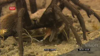 Baboon tarantula spider feeding on a prey and moving around MCU GOOD LIGHT