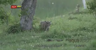 Bobcat walking looking around and stalking on prairie and marking territory.