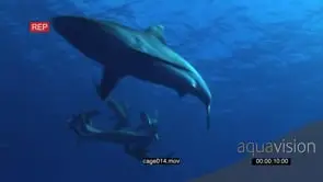 School of Grey Reef Sharks swimming around Biting Bait underwater in ocean and Silvertip.