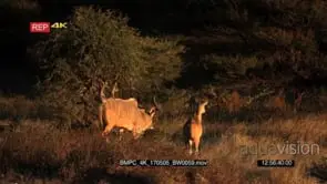 A frisky male greater kudu with its gorgeous horns follows a female around waiting for.